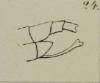 Malthininae inconnu